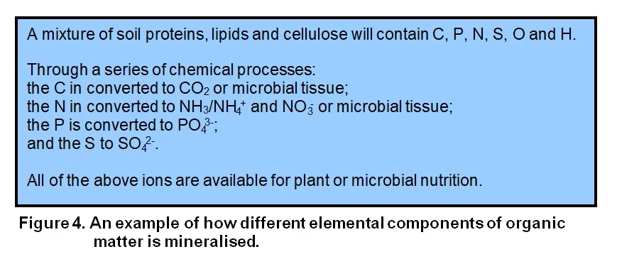 Figure 4 — mineralization process converting organic compounds to mineral nutrients