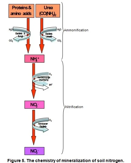 Figure 5 — nitrogen mineralization and nitrification process in soil